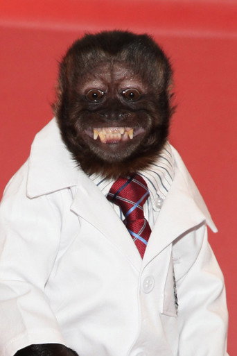 Foto: Crystal the Monkey