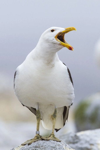 Foto: Sully Seagull